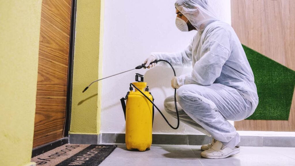 بيت جدة لخدمات النظافة | أفضل شركة مكافحة حشرات وفئران