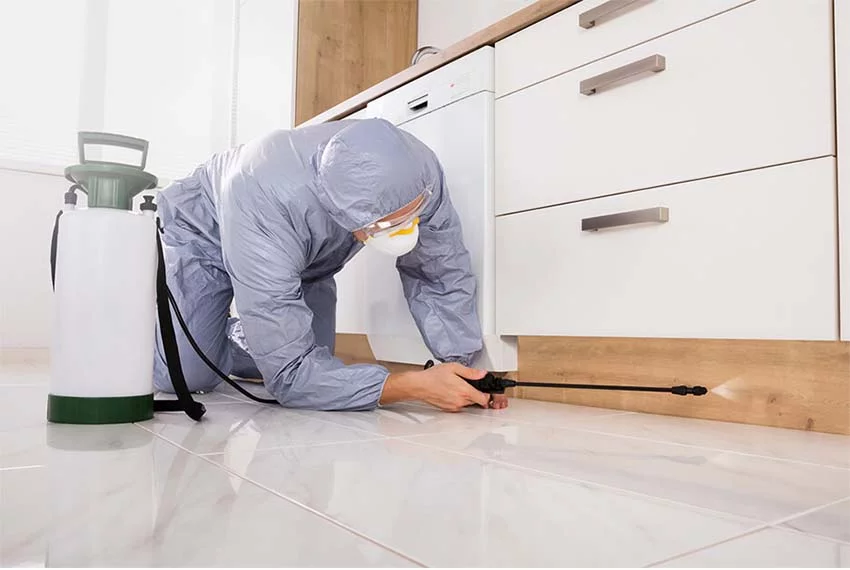 بيت جدة لخدمات النظافة | شركة مكافحة الحشرات بجدة