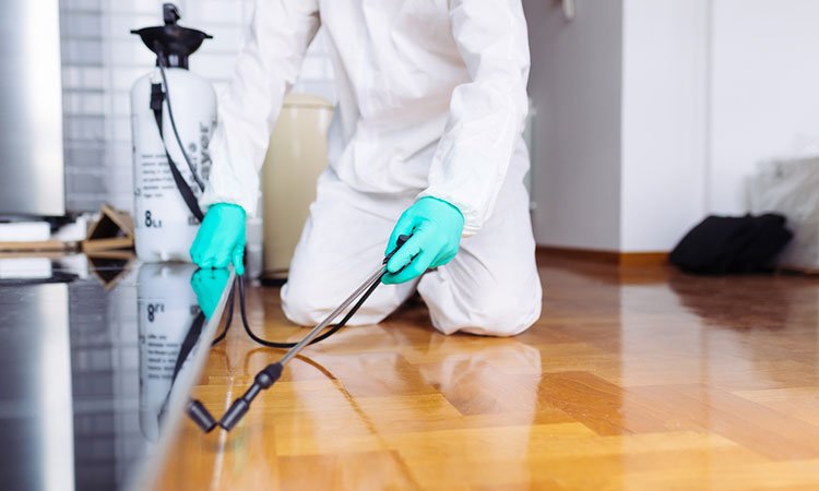 بيت جدة لخدمات النظافة | اسعار شركات مكافحة الحشرات بجدة